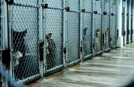 Helping SPCA Animals